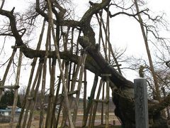 置賜/長井市　伊佐沢の久保桜は樹齢1200年　☆枝振り堂々/開花も近く