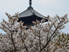 京都枝垂れ桜