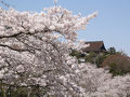 2011年吉野の桜　1/2