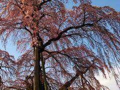 三春の滝桜=※満開の日=千年超えの貫録！　☆大激震にも耐えて悠然と