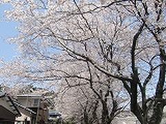陶彩の道2011年桜