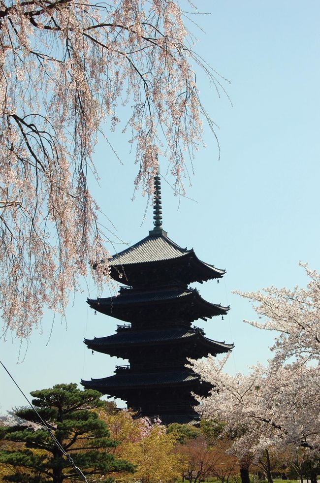 昨年に続いて、京都に桜を観に行った。<br />例年なら、４月１０日過ぎは、染井吉野が終わり、紅枝垂れ桜などの遅咲きの桜を楽しむのだが、今年は寒い日が続き満開の染井吉野が見られた。<br />４日間、フリー切符で京都を足の向くまま歩き回ったが、どこも桜が満開で十分に花見を堪能した。<br />東北にも、満開の桜が訪れて元気に成れればと思う。<br /><br />本編は、四日目　醍醐寺、伏見稲荷、東寺<br /><br />醍醐寺 <br />もう一度植樹した紅しだれ桜を見たくて、一日目に続いて訪れた。さすがに、桜はやや盛りを過ぎていたが、まだまだ沢山の人出で驚く。醍醐寺はやはり京都のさくらを代表する。 <br />伏見稲荷大社 <br />息子夫婦達が行った伏見稲荷が面白そうなので次に訪れた。お稲荷さんの総本営。稲荷山には信者から奉納された約一万基の朱塗りの鳥居が、よく写真に出てくる。１時間もかかる山の頂上まで、赤い鳥居がずっと続いているのには驚かされた。 <br />東寺 <br />最後に東寺。さくらと五重塔が良く似合う。講堂に有る立体曼荼羅の仏像が迫力満点。金堂の仏像も立派。京都駅からも歩いてこられる寺だが、今まで何故来なかったのか？ <br /><br />３時の新幹線で帰宅。 <br />４日間、さくら三昧の旅だった。 <br /><br /><br />一日目　(前半）醍醐寺、哲学の道、銀閣寺<br />　　　　(後半）平安神宮　紅しだれコンサート２０１１<br />二日目　(前半）宝ヶ池、京都府立植物園、半木の道<br />　　　　(後半）仁和寺、嵐山、円山公園、高台寺<br />三日目　(前半）大原　寂光院、三千院<br />　　　　(後半）高野川、インクライン、建仁寺<br />四日目　醍醐寺、伏見稲荷、東寺 <br /><br />