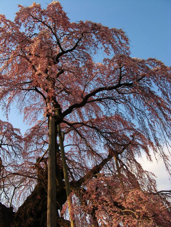 三春の滝桜（福島県・三春町）<br />滝が流れるように咲き誇る樹齢千年以上の巨木。<br />福島県の郡山市の北東部に位置する三春町。城下町で春になると梅、桃、桜の花がいっせいに咲くところから三つの春が来るので三春と名付けられたという。町の南側に春を告げるように咲くベニシダレザクラの巨木は、樹齢千年以上といわれている。大正十一年、十月、わが国の桜を代表する巨樹として国の天然記念物にも指定され、岐阜県の淡墨桜、山梨県の山高神代桜とともに日本三大桜といわれる。<br />名木として愛され、室町時代の殿様は早馬を立てて開花の様子を日々待ったといい、三春藩は手厚く保護し、周辺の畑の年貢を免除して柵を設けたほど。当時のことを三春盆踊歌では「滝の桜に手は届けども、殿の桜で折らない」と歌われている。また、江戸時代後期の天保年間、三春藩士草川次栄が上京し、公爵などとの会談の折り滝桜が話題にのぼり、この時に詠んだ桜の賛歌が世に名を知らせたという。桜の樹高十二メートル。幹回り十一メートル、枝張りは東西へ約二十五メートルもある。滝桜の名前の由来だが、四方に伸びた枝から紅色の滝がほとばしるように小さな花を無数に咲かせ、その模様は滝が流れ落ちるように見えることから。艶やかな花姿に訪れる人々は、しばし立ちすくんでしまうほどだ。：福島県田村郡三春町大字滝字桜久保<br />（　http://www.ne.jp/asahi/hanazakura/sakura/meiboku/takizakura.html<br />　より引用）<br /><br />　<br />　≪三春滝桜・・・満　開・・・≫<br />　三春滝桜は、４月１５日に開花を確認し、現在、満開（見頃）の状態となっています。<br />　昨年より２日遅い開花で、１日遅い満開（見頃）になりました。昨日は、天候も良く暖かい日で県内外から多くのお客様にお越しいただきました。<br />　三春滝桜は、この度の震災による被害もなく、元気にがんばっています。(下記より引用)<br /><br />三春の滝桜については・・<br />http://www.town.miharu.fukushima.jp/03kanko/index.htm<br />http://www.town.miharu.fukushima.jp/03kanko/01takizakura/01_0101kaika.htm<br /><br />桜日和は・・（参考）<br />http://www.watarigraphic.com/sakura/index.php<br /><br />桜の開花情報（全国）については・・<br />http://weathernews.jp/sakura/#<br />http://tenki.jp/sakura/<br />http://sakura.yahoo.co.jp/spot/<br /><br />
