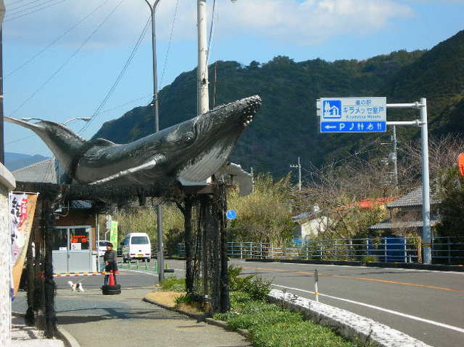 かつて江戸〜明治にかけて捕鯨の町として栄えた室戸市、ここの道の駅「キラメッセ室戸」には、鯨の資料館がある。<br /><br />入場料200円払って潜入…。<br /><br />おいらが興味を引いたのは、鯨の祖先のはなし。<br /><br />大昔海の中でしか生物が存在し得なかった時代、そこから陸正へと活路を見出した種類が、やがて両生類へと進化を遂げて行った。<br /><br />やがて恐竜の全盛時代を迎え、6500万年前の巨大隕石の大崩落が起こったの境に、殆どの恐竜たちが絶滅…一部の恐竜たちが鳥へと姿を変えていき、一方で恐竜たちの前に劣勢だった哺乳類の時代を迎えた。<br /><br />ところが…。<br /><br />クジラの祖先と言われているメソニック類は、れっきとした陸生だったのだ。<br />そこから進化したパキセタスは水生だったが、まだ足があったらしい。<br /><br />そこからスワトロドンと姿を変え、最古のクジラといわれるプロトケタスが誕生。<br /><br />さらにそこからハクジラの祖先・スワクロドン、ヒゲクジラの祖先・エンティオケタスとに枝分かれ<br /><br />そして細かく分離して、今日の生態系に至る。<br /><br />海から陸へと、多くの生物が上がってきた中、逆に海に戻って活路を見出したメソニック類。<br /><br />陸での生存競争で海へと追われたのか、あるいは自らの意思で海へと写ったのかは定かではないが、実に興味深い話である…。<br /><br />それから目から鱗だったのが、シロナガスクジラとマッコウクジラは眠り方が違うということ…。<br /><br />シロナガスクジラは、カツオやマグロのように、泳ぎながら眠っている。<br />マッコウクジラは、水面の上のほうに上昇していき、泳ぎ続けることなく眠るそうな…。<br /><br />いやぁ、結構知らないことがあるよなぁ…。<br /><br />オモローだ！！<br /><br />ん！？<br /><br />ここじゃ、このような書き方はふさわしくないかな…？？<br />まぁ、世の中にはこんな風変りな旅好きがいるということでご了承のほどを…。