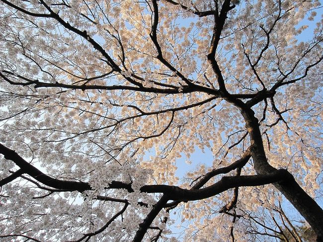 京都御苑、素晴らしい桜がありました。<br />竹喬さんの絵のようです。<br /><br />竹喬さんは岡山、笠岡の画家<br />岡山県立美術館にもたくさんの作品が所蔵されています。<br />なにげない自然を独特の色彩で表現しています。<br />私のお気に入りは「一本の木」です。