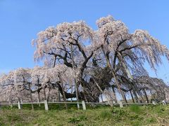 福島県 三春の滝桜