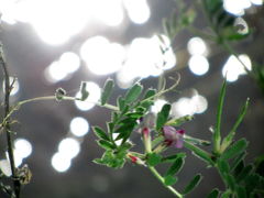 盛春を、大急ぎで駆け抜ける（1）光に満ちた晴天の田舎の花道