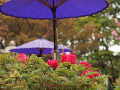 横浜は金沢八景近くの龍華寺の牡丹と藤　２０１１年４月