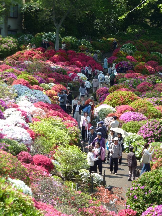 　東京・文京区根津にある根津神社の「つつじ苑」で、恒例のつつじまつりが４月９日から開かれている。約５０種３０００株あるといわれ、色とりどりの花が咲き競っており、小高い山の上からの眺めは格別でした。<br />　つつじまつりは５月５日まで開催中です。