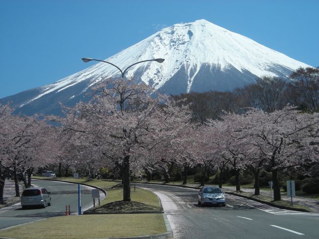 富士宮からの富士山シリーズがストップしていたので久しぶりにアップします。<br />東北地方の震災から原発事故と日本中が暗い気持ちでいた３月。<br />１５日夜に富士宮も震度６強の地震が起こり、富士山が噴火するのではと不安になりました。<br /><br />そして、気がつけば桜の便り。<br />東日本では、まだ避難されている方も多く、大変な状況ではありますが・・・<br /><br />例年訪れていた潤井川の桜は見逃してしまいましたが、<br />北部にある富士桜自然墓地公園の桜には何とか間に合いました。<br />散り始めの桜の美しさに心洗われたひと時となりました。<br /><br />前日の風雨でもうだめかと思っていたのに、美しい桜を見ることができた幸せ。<br />桜の生命力に元気をもらいました。