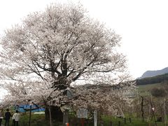 北信州・山ノ内町の”古代桜”