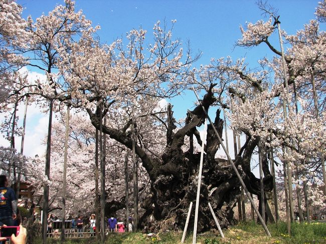 　日本３大桜の１つ「山高神代桜」を見に出かけた。昨年は福島県三春町にある「三春の滝桜」を見てきた。開花時期を合わせ３〜５分咲きを狙ったが、出かける前々日大雪に合い２〜３分咲きでがっかりしたが、「山高神代桜」は山梨県北杜市で当日車で出かけ、帰宅できるので、天候と開花状況を調べ、最高の条件で花見ができた。　<br />　山高神代桜は、旧武川村にある日蓮宗の古刹実相寺の境内にある。<br />　云われを調べると日本武尊が東夷征定のおり、この地に留まり記念にこの桜を植えたのだという。その後日蓮聖人がこの木の衰えを見て回復を祈ったと言われ、別名「妙法桜」とも言われている。<br />　看板には「境内の山高神代桜は彼岸桜の一種でエドヒガン、別名アズマヒガンなどとも言われ、日本中部特有の桜樹であります。」とあり樹齢は１，８００年以上、現在は根周り１１，８ｍ、高さ１０，３ｍ、枝張りは東西１７，３ｍ、南北は１３，０ｍである。<br />　大正１１年１０月史跡名勝天然記念物保存法に最初の記念物として内務大臣がこれを指定されているとある。<br />　写真で見られるとおり、幹の中心部はすでに朽ち、幹の下部に張り出した枝に花をつけている。<br />　老齢化著しい桜を守るため４年計画で土壌改良、剪定、などの樹勢回復作業等が実を結び、根や枝が成長するなどの効果が表れているという。<br />　この実相寺は甲斐駒ケ岳のふもとにあり風光明媚な環境にある。境内には樹齢３０〜１００年の桜が３０本ほどあり、この中には三春の滝桜など３大桜の子供が大木に育っている。また畑にはラッパ水仙が８万株、チューリップが１万株が植えられている。この桜の時期、一斉に花をつけ、山高神代桜など３０本の桜とが甲斐駒ケ岳を背にして映えている。この時期を外せば簡素な山村であるが、桜満開時は駐車場は満杯。道路も狭く渋滞も激しいのは、昨年の三春の滝桜と同じであった。