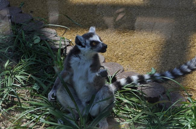 小動物・爬虫類・鳥類は苦手ですが、中、大型の哺乳類は割と好きで、テレビの動物番組はよく見ます。<br />年末年始にかけて立て続けに、マダガスカルの絶滅危惧種猿のドキュメンタリーをとても興味深く見て、どうしてもマダガスカルに行きたくなったのですが、今の所無理。<br /><br />そんな折、地元の『到津の森公園』で２種類のキツネザルが見られるのを知り、カメラ講座でご一緒した方達と動物撮影の自主練に行ってきました。<br /><br />子どもの頃、そして母親になってから、何度も来た動物園ですが、一番最近に来たのはもう２０年以上も前なので、どんな風に変わったのか、どんな動物に会えるのか楽しみです。<br /><br />＊到津（いとうづ）の森公園<br />　http://www.kpfmmf.jp/zoo/