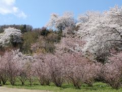 花見山２０１１