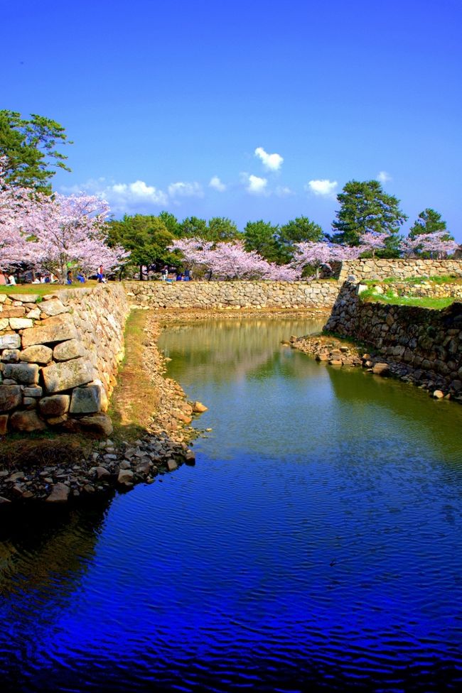 年に一度の桜のシーズン<br />久々に訪れた桜満開の萩　指月公園<br /><br />ここの桜は大きくはないが樹齢は高いそうだ。<br />その所為か枝ぶりが良い。<br /><br />カメラ小僧？には格好の被写体。<br />止めど無く美しい風景を大胆にカットし楽しんだ。