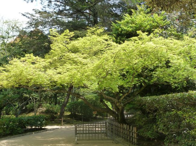 桜の季節も終わり、新緑の綺麗な後楽園を訪ねました。<br /><br />園内はツツジ、フジの花が咲き始めていました。<br /><br />姫りんごの花が満開でした。<br />