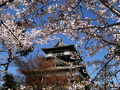 丸岡城のサクラ