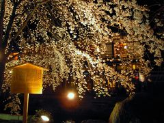 祇園白川　夜桜ライトアップ