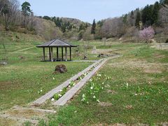 雪国植物園を訪ねる④水芭蕉、エンコウソウ、エチゴルリソウ