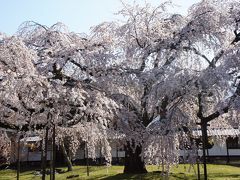 京都の世界遺産と桜めぐり☆醍醐寺・平等院・宇治上神社