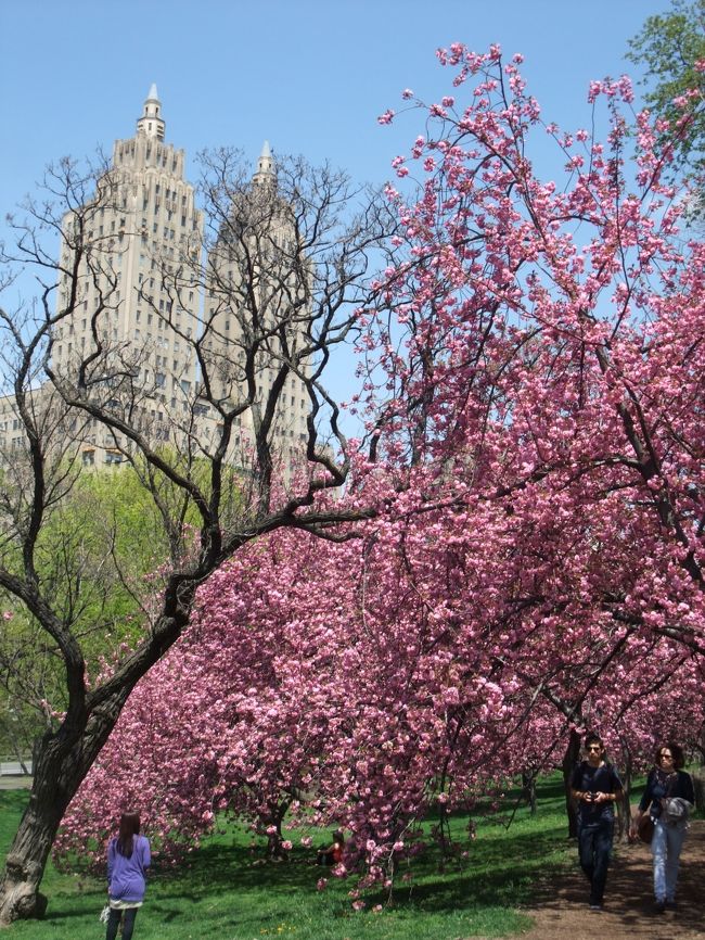 昨年来米したときはお花見できる場所もわからず、気づいたときには桜が散りピンクの絨毯と化していました。<br />今年は絨毯になる前の、ピンクのトンネルを見たい！<br />NYでの桜の名所を周ってみました♪<br /><br />【今回訪れた桜の見れた場所】<br />①ルーズベルトアイランド<br />②セントラルパーク<br />③ボタニックガーデン
