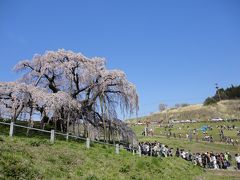 うつくしまふくしま・・・三春の滝桜を見に行く