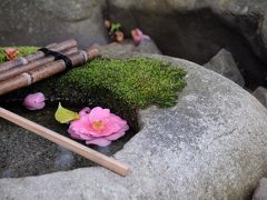 春の京都へ　～霊鑑寺の椿と醍醐寺の桜～
