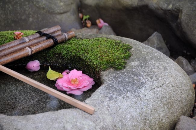 春の京都へ　～霊鑑寺の椿と醍醐寺の桜～