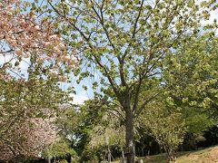 緑の桜！奈良公園