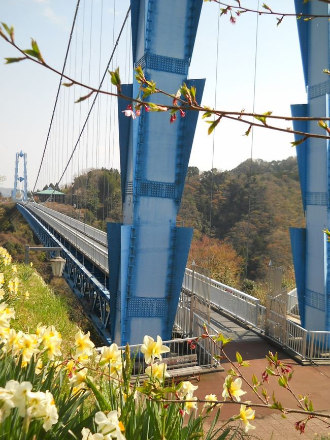 　桜　満開！！！　の　北　茨城・・・　の　山あい！　に　ある、<br />日本　最大級！　の　歩行者　専用　の　つり橋　「竜神　大吊橋」を　歩いて・・・　いる、　観光客　は、　ホン・・・　の　数人。<br /><br />　誰・・・　も　写真！　に　入らない、　一枚！　も<br />いと・・・　も　簡単！　に　撮れて　しまう、　って　モンだ。　　<br />　本来・・・　は、　観光客！　の　殺到　する、　描き入れ　時。　の　晴天・・・　の　土曜日。<br /><br />　水色　の　大橋！　の　真横・・・　には、<br />「鯉のぼり　祭り」　の　色　とりどり・・・　の　鯉のぼり！　が　橋　に　平行して・・・　たなびく、　恒例〜！　の　姿・・・　も　３月　の　東日本　大震災！　の　「自粛」　で・・・　見られない。　（涙）<br />ーーーーーーーーーーーーーーーーー<br />　本日　の　ドライブ！　は、　<br /><br />　　−−−　ズバリ！！！　震災　の　苦しむ！　北　茨城　を<br />　<br />（（（　　私達　なり・・・　に、　ちょいと、　観光客　と　して、　わずか・・・　ながら　も、　地元　に　お金　を　落とす、　支援！　を　して　みよう　　）））−−−　の　<br />『　思いやり！　の　小さな　旅　』　デス。。。　（♪）<br />ーーーーーーーーーーーーーーーーー<br />　たまたま、　高速！　常磐道・・・　を　走行中、　<br />「震度　５・・・　の　揺れ」　が・・・。　<br /><br />　そんな　ワケ！　で、　高速道路・・・　も、　<br />　皆、　途中　の　Ｉ．Ｃ．・・・　で　強制的　に　出されて・・・　しまい、　<br />　「福島・いわき　方面」　には、　もう〜、　これ！　より、　先・・・　には、　行かれない・・・　と　云う、　<br />　非常事態！　にも　遭遇〜。。。<br />ーーーーーーーーーーーーーーーーー<br />　今朝、　うち・・・　で、　「北　茨城！　に　行く」　の　旦那様・・・　の　言葉！　に、　<br />　私　の　行きたかった！　「埼玉・秩父　は　どう〜・・・　かしら　？」　の　一言！　にも、<br />「いやぁ〜、　北　茨城！　の　竜神　大吊橋！　を　見に・・・　行く」　の・・・、　亭主関白！　の　お言葉。<br />で、　強制　終了！！！・・・・　でした　っけ。。。　（笑）<br /><br />　この・・・　老夫婦　は、　<br />　原子力・放射能　の　心配！　は、　しない・・・　「お気楽！　カップル」　なので、<br />　<br />　早速・・・、　「北　関東・・・　へ、　と、　出発！」　デス。　<br />　地元・・・　での　家々！　の　地震　被害　の　様子。　も　生々・・・　しく、　拝見　し、<br />　改めて、　北　茨城　（水戸　附近）　も　大きな　震災！　だった。　と、　感じて・・・　きた、　「見に・ドライブ」　と　なるの　でした。<br /><br />　被災者　の　復興！　の、<br />　１日・・・　も　早い！　復興・・・　を　お祈り！　します。　
