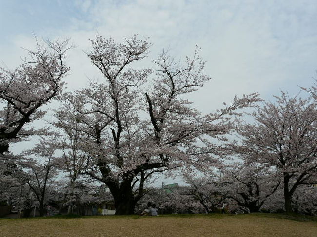 今回の最初の目的地鶴岡公園に行くために昨日泊まりで朝から気合が入っていたのですが天気は今にも雨が降ってきそうな感じです<br /><br />は〜あ　うまくいかないもんだ<br />今年はほとんど出会わなかった雨だったが・・・<br /><br />何もここまできて帳尻合わせなくてもという思いを抱えながら出かけて見ました<br /><br />結果は多少散りかけてはいたがまだまだ見れる状態<br />よかったよかった<br />遅咲きの桜も見れればよかったのだがまだつぼみの状態でした<br />