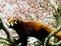 動物達も頑張ろう！！ＧＷ東北レッサーパンダ紀行【１】日立市かみね動物園