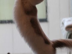 【猫カフェ巡り⑰】 ヨーロッパのアパルトメンをイメージした猫カフェ　「pfft！（プフ）」