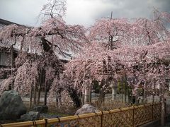 佐野市、足利市の「春」、「桜」あれこれ