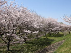 三重県内の桜名所巡り～宮川堤・田丸城址・松阪城址～