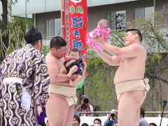 浅草寺泣き相撲と根津神社つつじ祭り