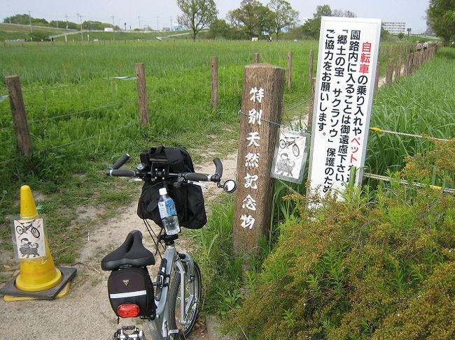 今日は何とか晴れている明日は天気が悪いみたいので<br />強い風に吹かれながら気ままにサイクリング<br />笹目橋より荒サイに入る、追い風で快調<br />さくらそう水門を越した<br />そうだ天然記念物の田島ヶ原のさくら草自生地を見て行こう<br />