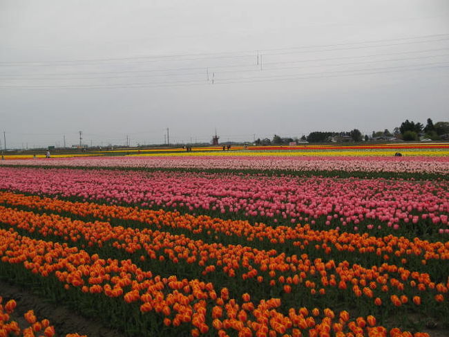 新潟県のチューリップは有名なようで意外と有名ではない。ガイドブックには一切載っていないのも分かる気がする。しかし行ってみると何故ガイドブックに載らないのか？恐らくガイドブックの編集担当者が客の入りが悪いからだと勝手に判断しているのであろう（な〜んちゃって）<br />まぁ花の時期が短いので、それにチューリップと言うと富山というイメージからじゃないかな？<br />今年で2回目の訪問になるのだが綺麗だった。残念ながら2回とも曇りだった。<br />