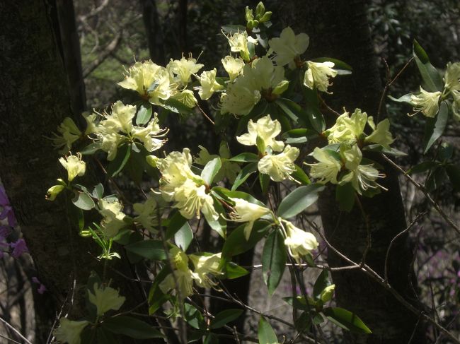 ヒカゲツツジ咲く坪山に。<br /><br />標高 坪山 1,102.7m <br />山域 中央線沿線 上野原からバスで５５分<br />歩行時間 　約4時間　　歩行距離 5.6km <br />上野原市の北西部に位置 <br /><br />爽やかな天候に恵まれた一日を <br />ヒカゲツツジで有名な坪山に初めてのハイキングです。<br /><br />