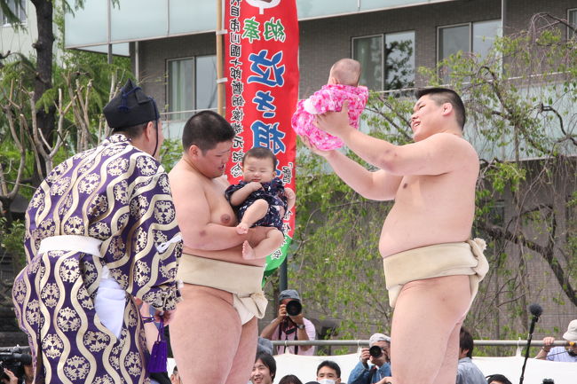 ＧＷ２日目、浅草寺の「泣き相撲」と根津神社のつつじ祭りを楽しませてもらいました。<br />浅草寺の「泣き相撲」は、今年で２１回目だそうですが、九代目市川団十郎の「暫（しばらく）」像復原を記念して始められたもので、赤ちゃん同士がその泣き声を競います。歌舞伎十八番の「暫」は強い稚児を題材にしたお芝居で、子どもが丈夫で健康に育つ事を祈って行われます。相撲の取り組みが始まる前から泣きだす赤ちゃんや、全然泣かずに行司や審判員泣かせの赤ちゃんに見物客の笑いが絶えませんでした。<br />「泣き相撲」を楽しんだ後は、浅草雷門前から台東区循環バス「めぐりん」に乗り千駄木まで行き、根津神社のつつじを楽しみました。