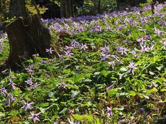 兵庫県・丹波市★山中に群生するカタクリの花