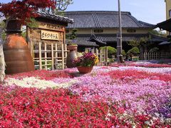 兵庫県・西脇★「日本のへそ」の花は、しばざくら