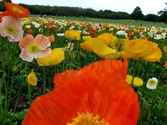 またまた花を見に昭和記念公園散策