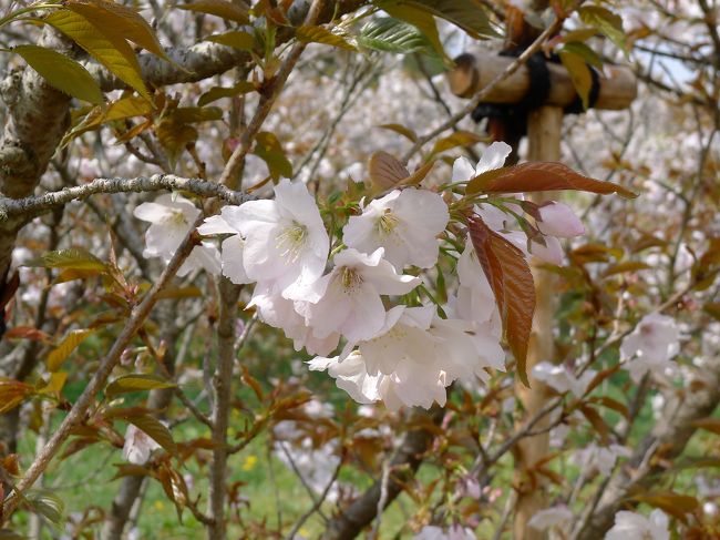 春の京都に来たら、桜を見にいかないと。<br />インターネットで調べてみたら、4月24日の京都市内は葉桜となっているところがほとんどでしたが、仁和寺御室桜は散り始めながらまだ楽しめそうでした。<br /><br />桜の木の丈が低く、木々の間を通り抜けるように道ができていて、桜の花が本当に近くに見ることができます。<br />