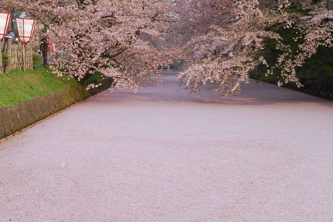 弘前公園のソメイヨシノは長寿の桜。<br />現在、公園内には、ソメイヨシノを中心に、シダレザクラ、八重桜など、約50種類2600本の桜が咲き誇ります。<br />中でも樹齢100年を超える木が300本以上、毎年見事な花を咲かせます。<br /><br />日本一の桜で被災地の皆さんを応援します！<br /><br />26日に開花した桜も、場所によってはそろそろ満開をむかえます！<br />桜の花トンネルはいかがですか？<br />濠をピンクの花びらで覆い尽くす花筏は圧巻です!!!<br /><br />GW何処に行こうか迷ってらしたら是非弘前にお出で下さいm(__)m<br />会期が8日まで延期になりましたよぉ！<br /><br />ps.表紙は昨年の花筏です。