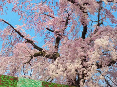 雄大な一本　満開の枝垂桜　～京都岡崎平安荘跡～