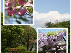 初夏の薬師池公園を歩く ー 美しき花々を求めて