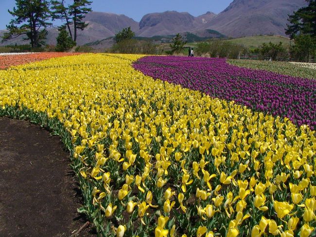 久住高原 くじゅう花公園 ガンジーファーム で春爛漫 久住高原 大分県 の旅行記 ブログ By Norimoriさん フォートラベル