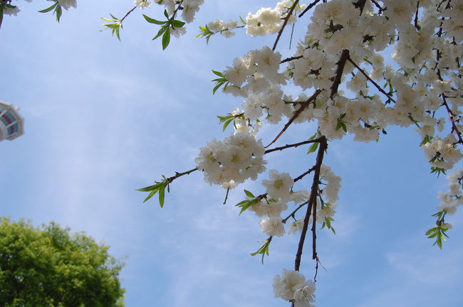 春は桜を見ながらツアーが一行四人の仕事の関係で<br />月末・・・名残りの桜がちらほら・・・<br />今回は「ソンドク」「トンイ」他あちこちと・・・