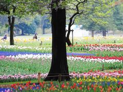 Japan　昭和記念公園　April 2011 チューリップ ～ミツバチばあやの冒険～